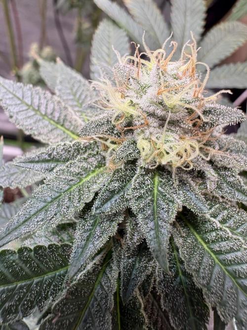 Glookie monster. Week 6