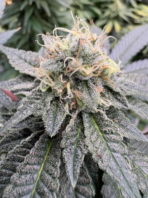 Glookie monster. Week 6