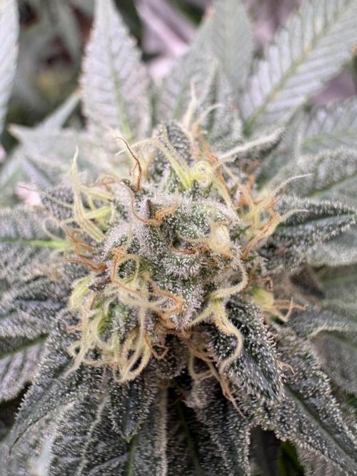 Glookie monster. Week 6
