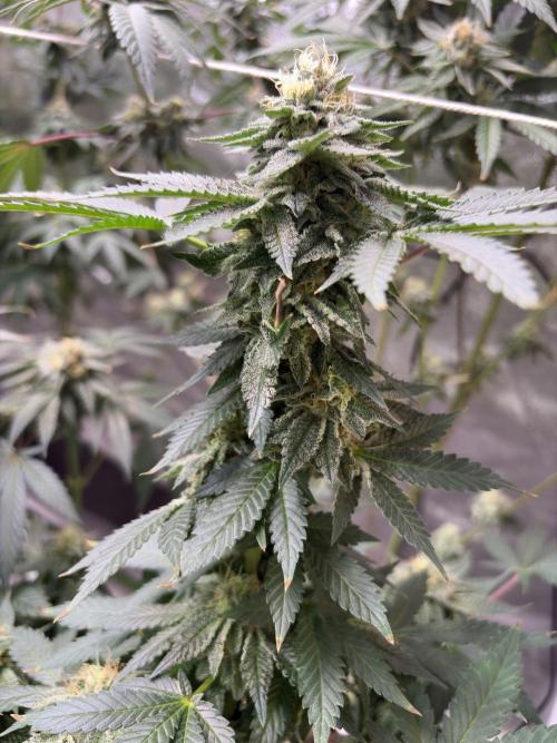 Glookie monster. Week 6