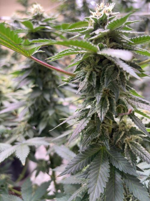 Glookie monster. Week 6
