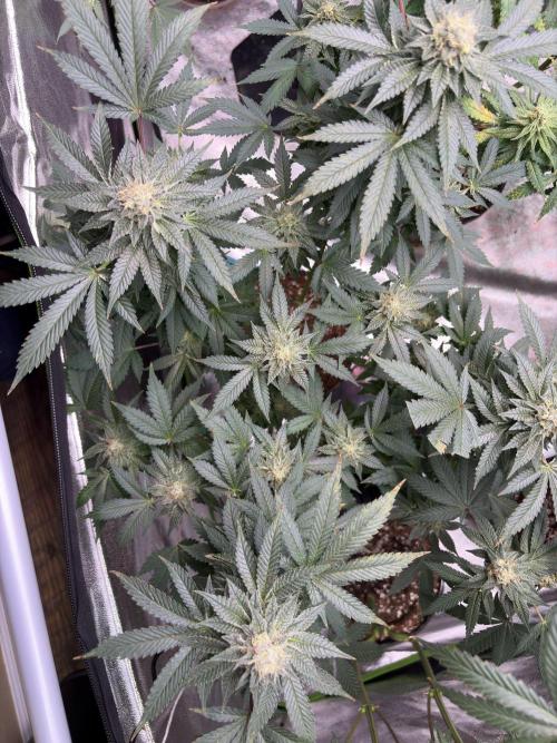 Glookie monster. Week 6