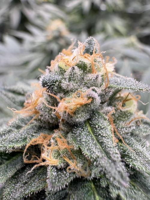 Rudegirl. Week 6