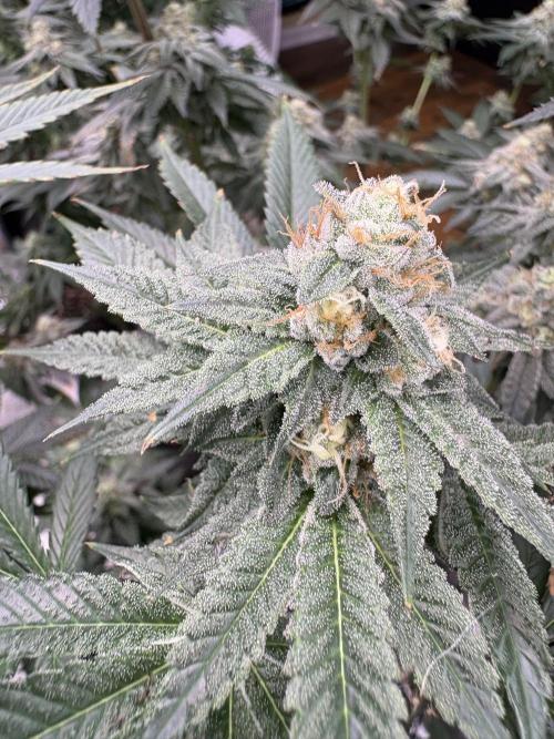 Rudegirl. Week 6