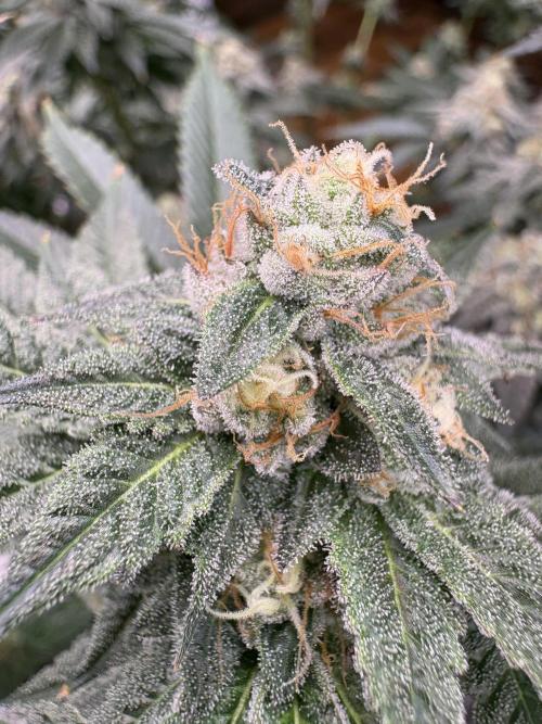 Rudegirl. Week 6