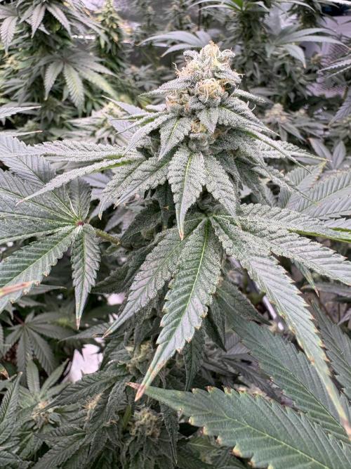 Rudegirl. Week 6