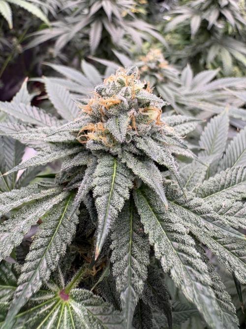 Rudegirl. Week 6