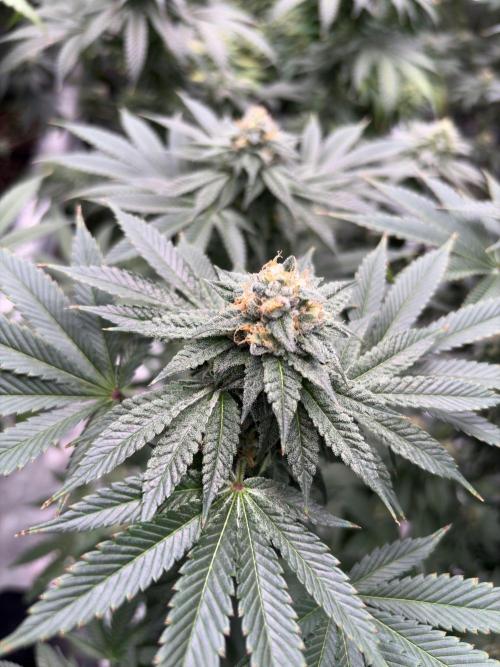 Rudegirl. Week 6