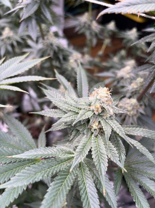 Rudegirl. Week 6