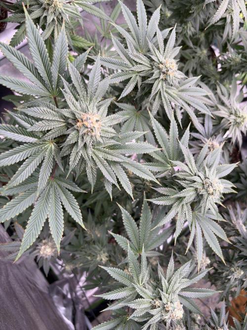 Rudegirl. Week 6