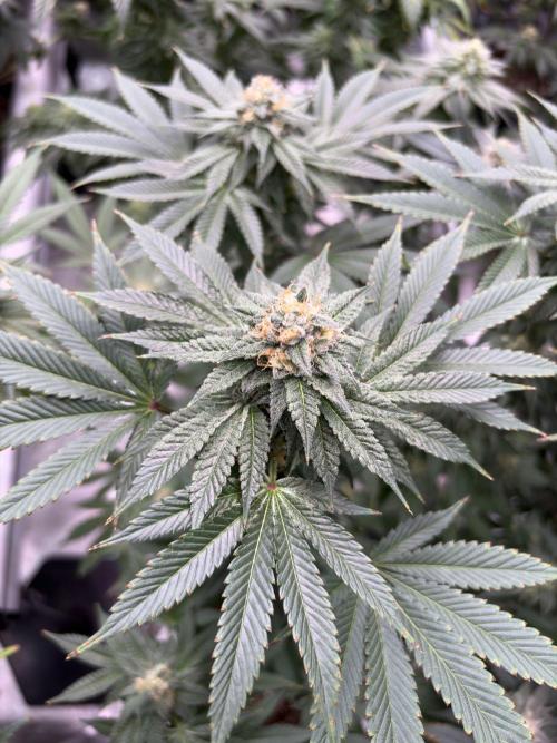Rudegirl. Week 6