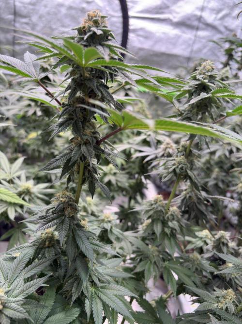 Rudegirl. Week 6