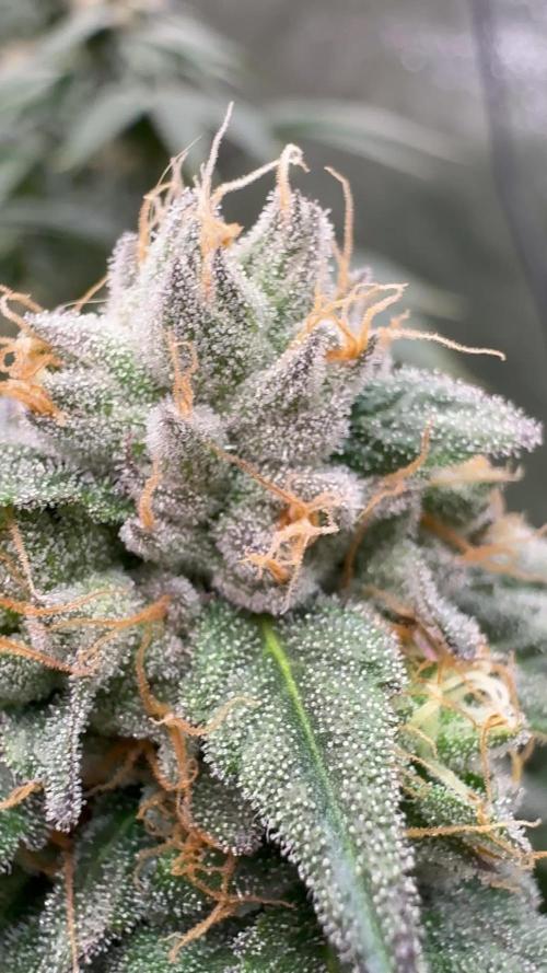 Mendocino skunk