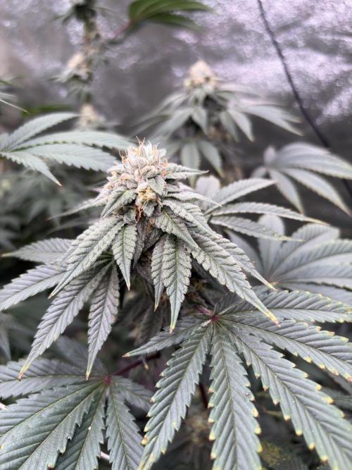 Mendocino skunk. Week 6