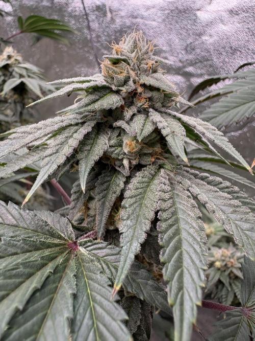 Mendocino skunk. Week 6