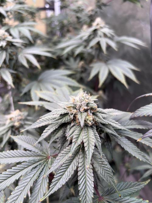 Mendocino skunk. Week 6