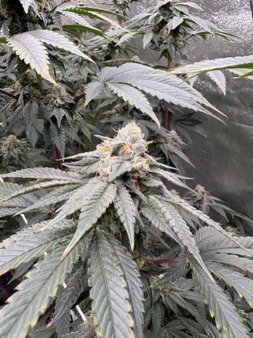 Mendocino skunk. Week 6