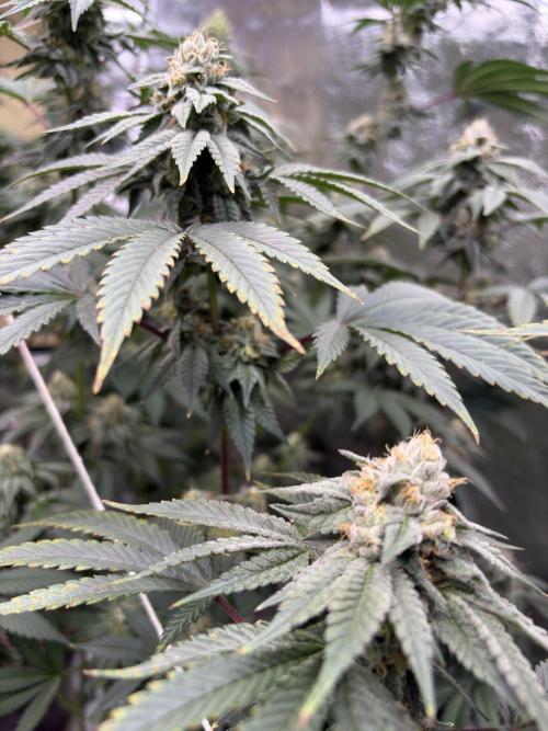 Mendocino skunk. Week 6
