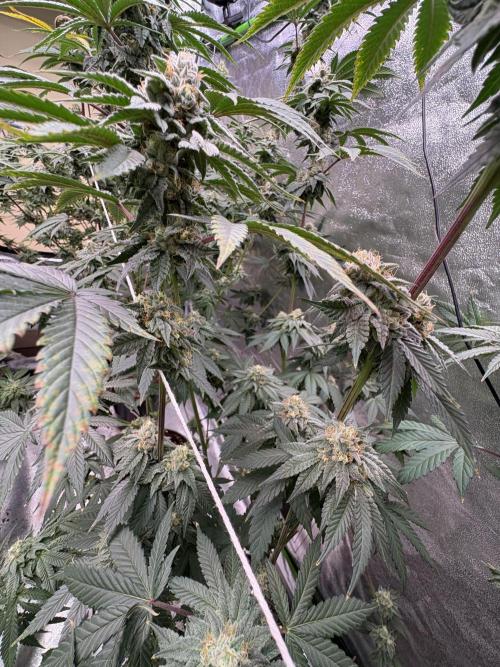 Mendocino skunk. Week 6