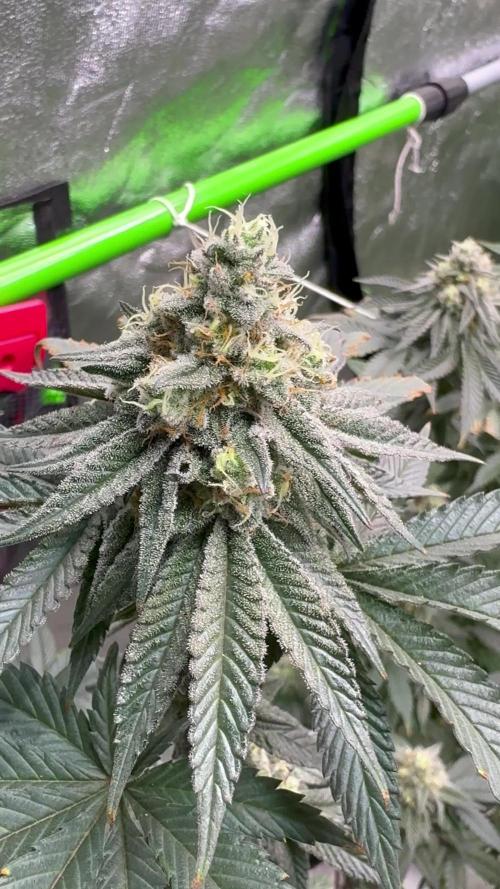 King Louis