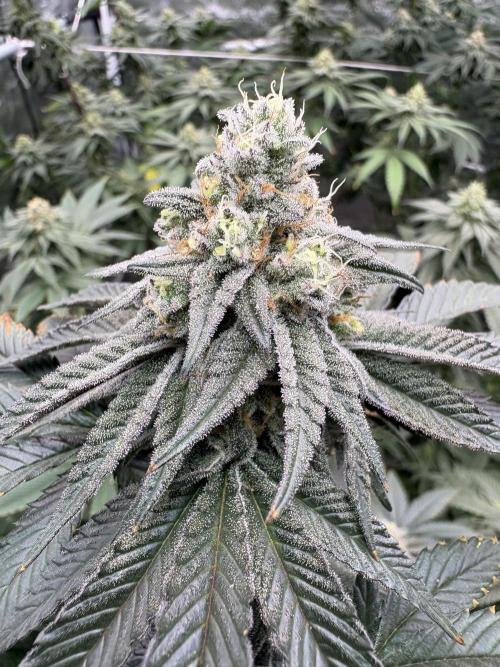 King Louis. Week 6