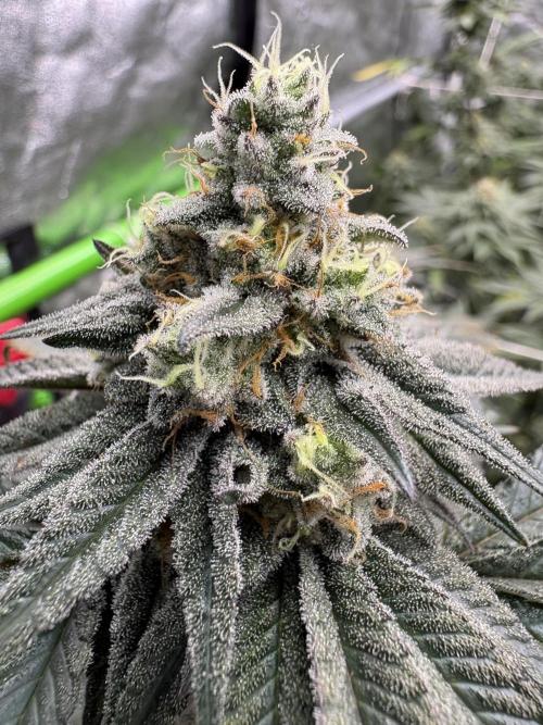 King Louis. Week 6