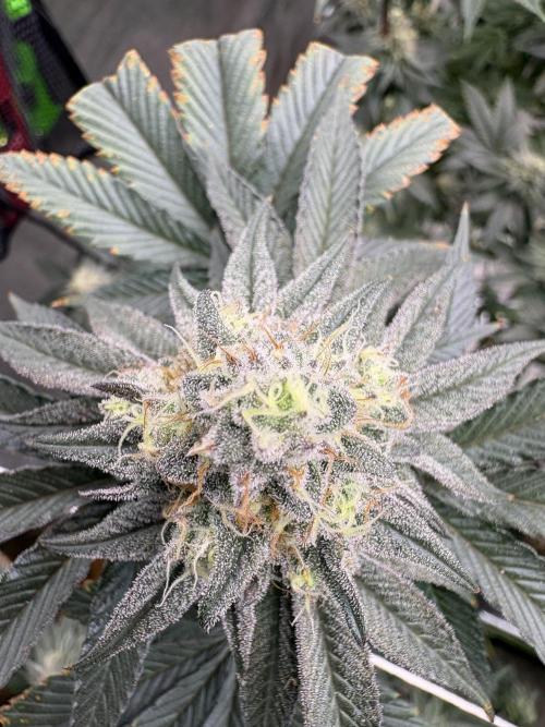 King Louis. Week 6