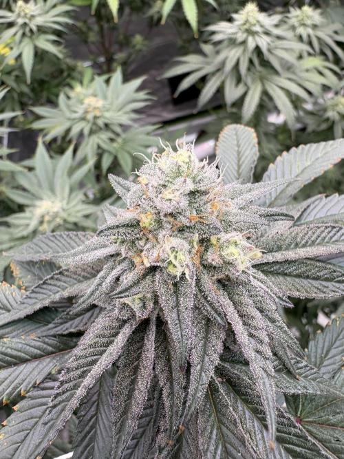 King Louis. Week 6