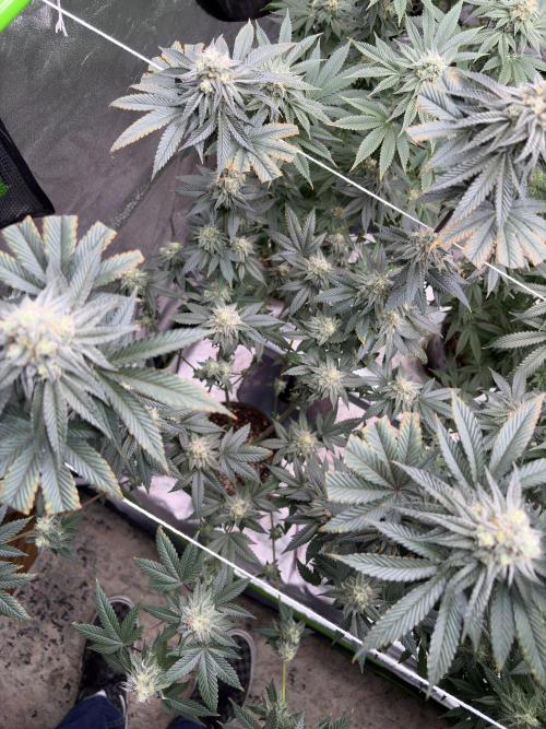 King Louis. Week 6