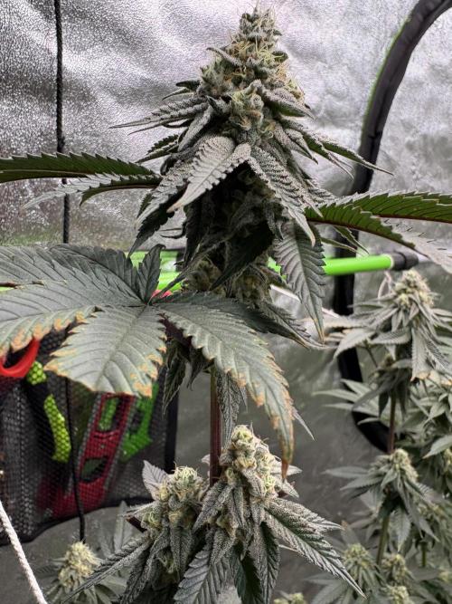 King Louis. Week 6