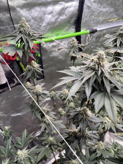 King Louis. Week 6