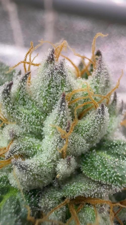 Bad azz og cheese