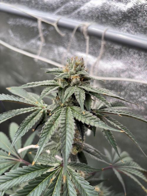 Bad azz og cheese. Week 6