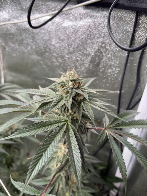 Bad azz og cheese. Week 6