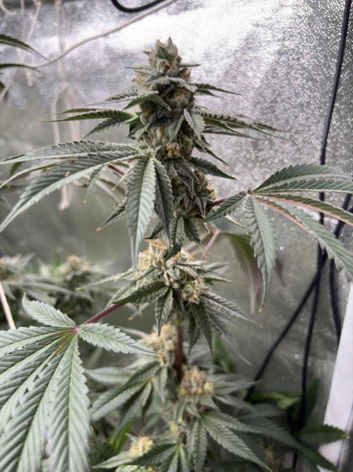 Bad azz og cheese. Week 6