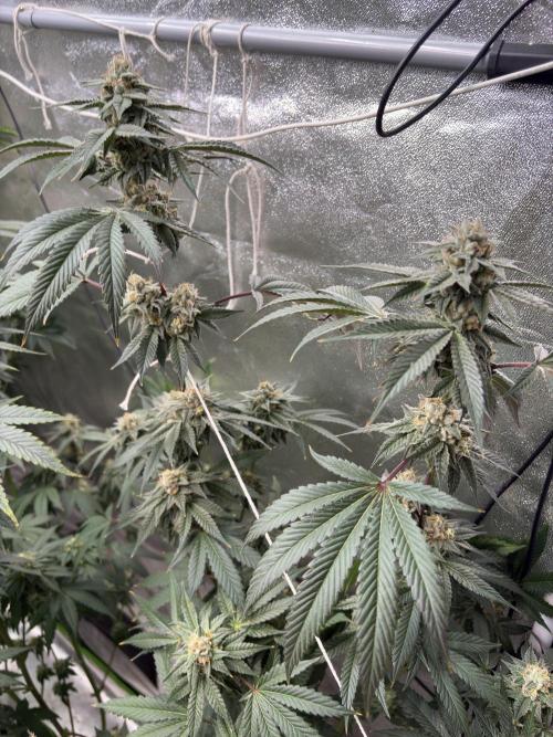 Bad azz og cheese. Week 6