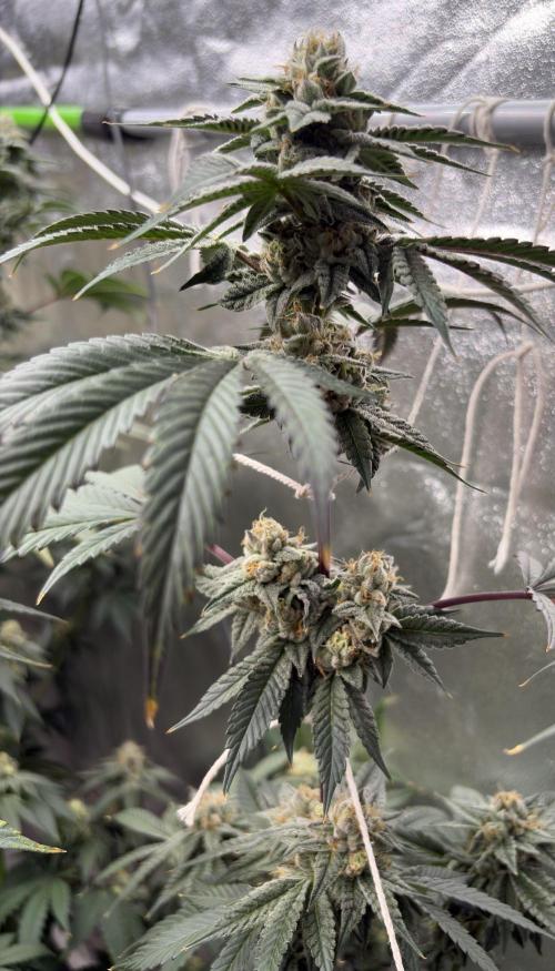 Bad azz og cheese. Week 6