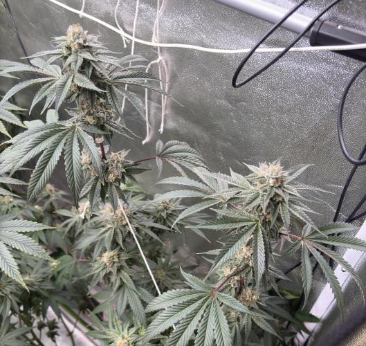 Bad azz og cheese. Week 6