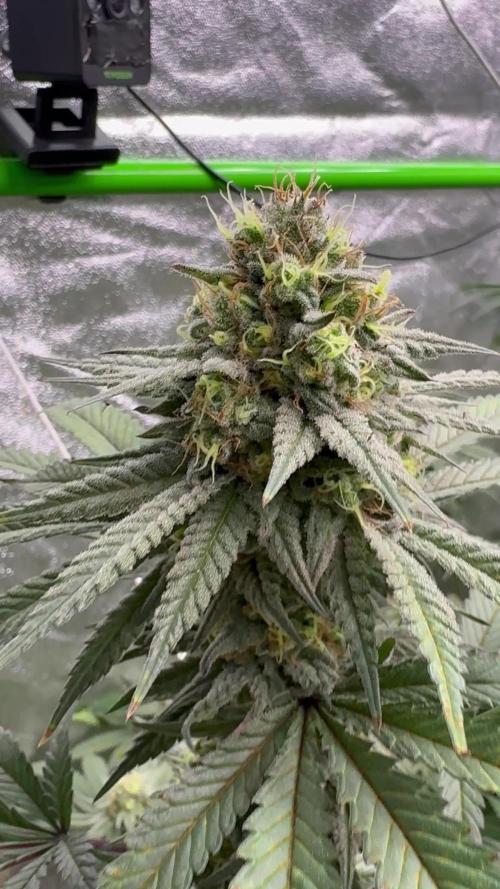 Gorilla cookies fast flower