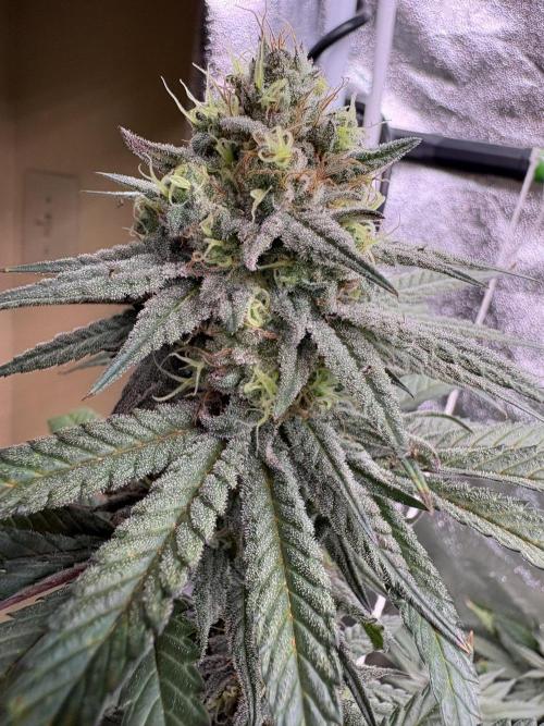 Gorilla cookies fast flower. Week 6