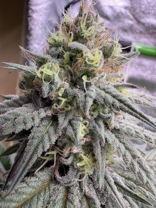 Gorilla cookies fast flower. Week 6