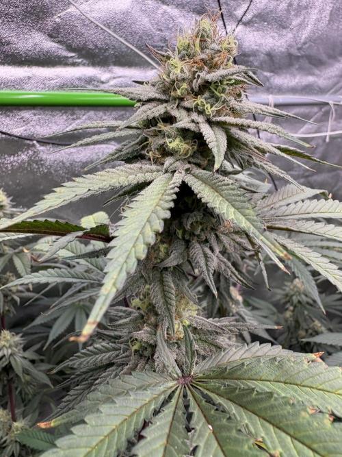 Gorilla cookies fast flower. Week 6