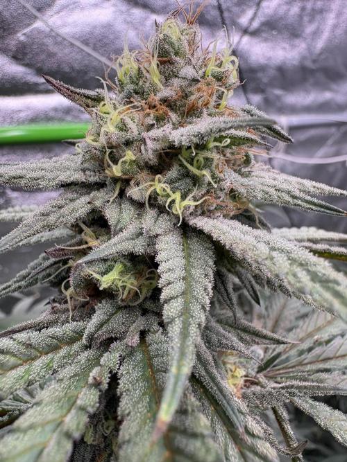 Gorilla cookies fast flower. Week 6