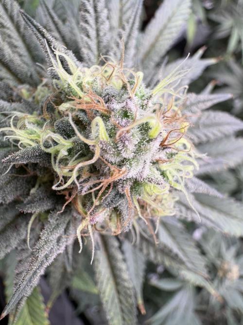 Gorilla cookies fast flower. Week 6
