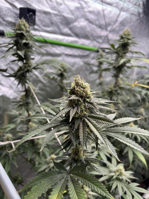 Gorilla cookies fast flower. Week 6
