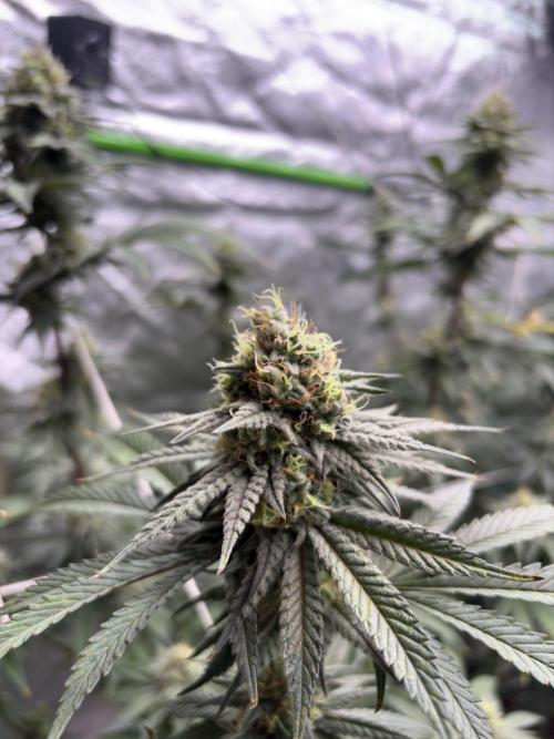 Gorilla cookies fast flower. Week 6