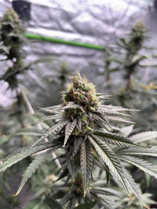 Gorilla cookies fast flower. Week 6
