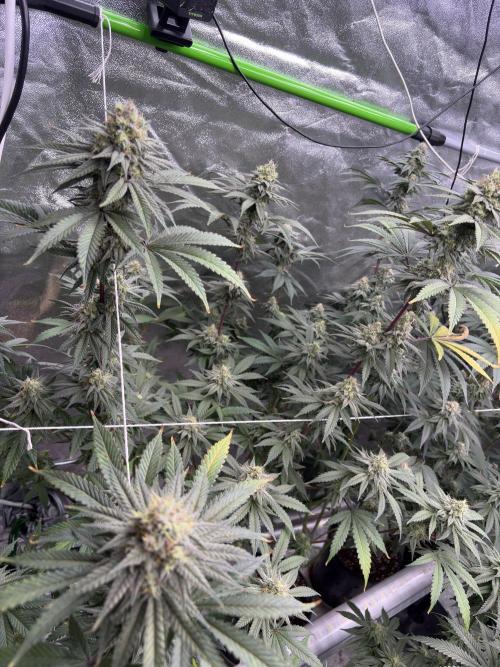 Gorilla cookies fast flower. Week 6