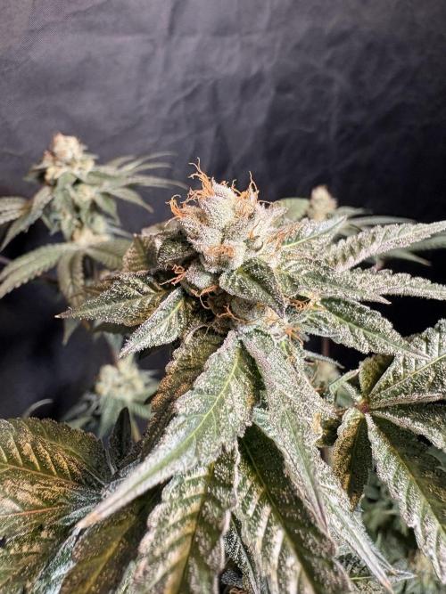 Za za og. Week 7