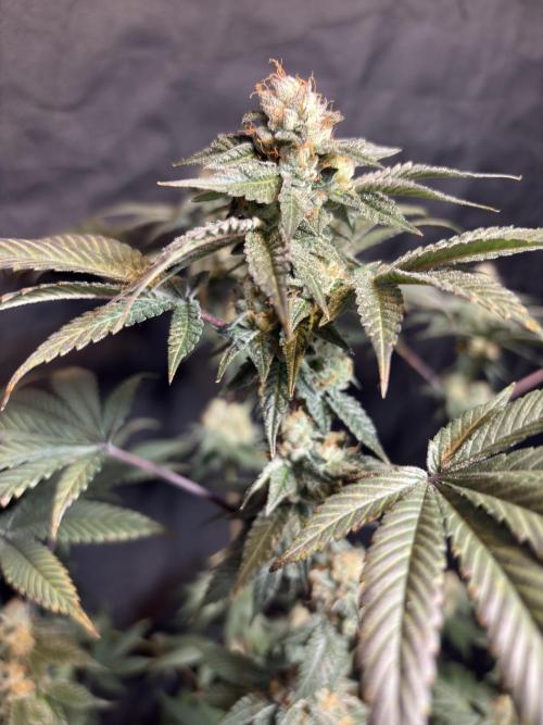 Za za og. Week 7